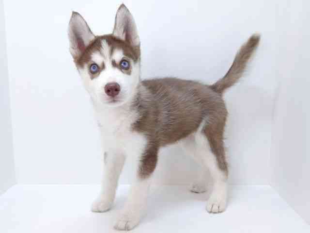 大阪府のシベリアンハスキー (ひごペットフレンドリーいこらもーる泉佐野店/2025年8月28日生まれ/女の子/チョコレートホワイト)の子犬の3枚目の画像