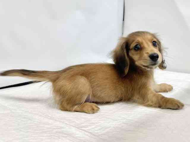 高知県のミニチュアダックスフンド(ロング) (ひごペットフレンドリーイオンモール高知店/2025年8月28日生まれ/男の子/レッド)の子犬の3枚目の画像