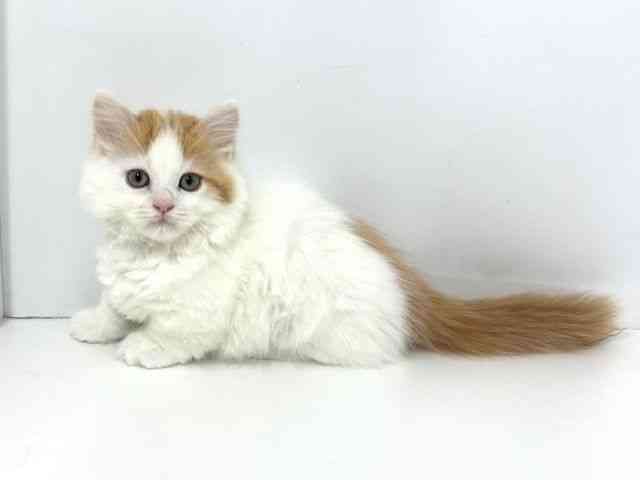 大阪府のマンチカン (ひごペットフレンドリーベルファⅡ都島店/2025年8月21日生まれ/男の子/レッドタビーホワイト)の子猫の3枚目の画像