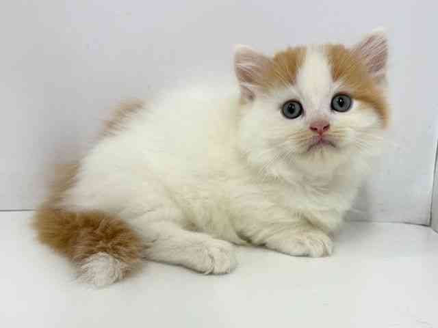 大阪府のマンチカン (ひごペットフレンドリーベルファⅡ都島店/2025年8月21日生まれ/男の子/レッドタビーホワイト)の子猫の3枚目の画像