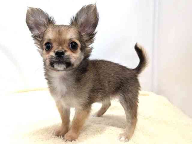 広島県のチワワ(ロング) (ひごペットフレンドリーゆめタウン廿日市店/2025年8月25日生まれ/女の子/レッド)の子犬の3枚目の画像