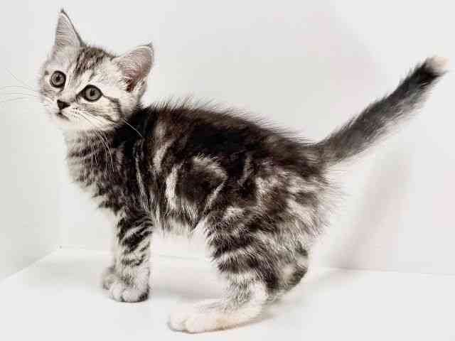 奈良県のスコティッシュフォールド (ひごペットフレンドリーイオンモール橿原ウエスト・ビレッジ店/2025年8月25日生まれ/女の子/シルバーパッチドタビー)の子猫の3枚目の画像