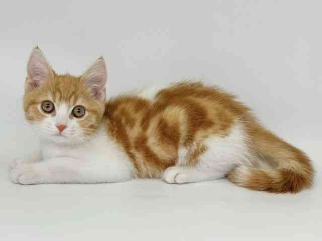 大阪府のスコティッシュフォールド (ひごペットフレンドリー瓜破店/2025年8月25日生まれ/男の子/レッドタビーホワイト)の子猫の3枚目の画像