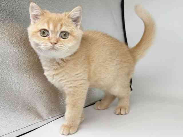 大阪府のブリティッシュショートヘアー (ひごペットフレンドリー瓜破店/2025年8月25日生まれ/男の子/チンチラゴールデン)の子猫の3枚目の画像