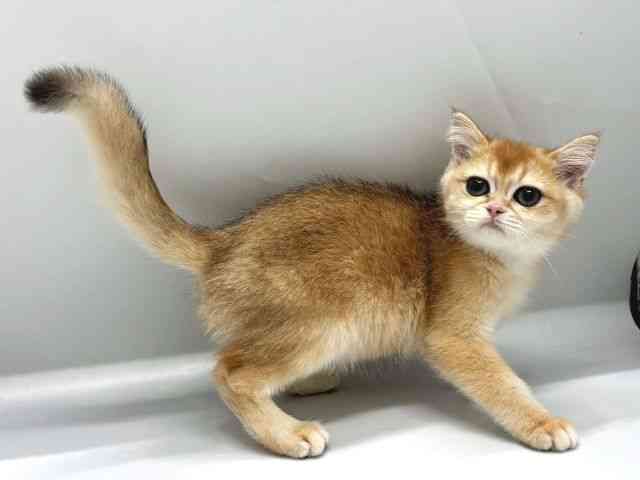 京都府のブリティッシュショートヘアー (ひごペットフレンドリー京都店/2025年8月25日生まれ/男の子/チンチラゴールデン)の子猫の3枚目の画像