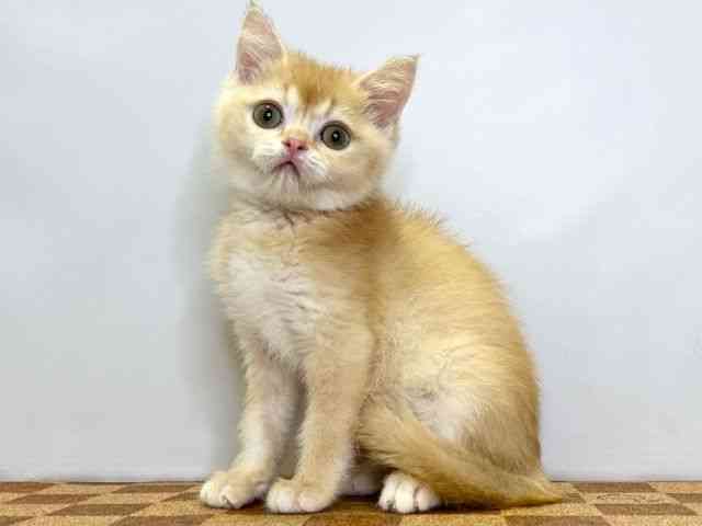 愛媛県のブリティッシュショートヘアー (ひごペットフレンドリーエミフルMASAKI店/2025年8月25日生まれ/男の子/チンチラゴールデン)の子猫の3枚目の画像