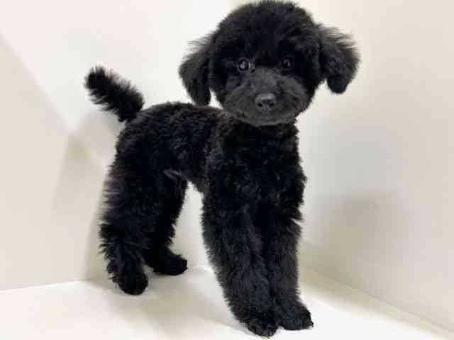 奈良県のトイプードル(トイ) (ひごペットフレンドリーイオンモール橿原ウエスト・ビレッジ店/2025年8月26日生まれ/男の子/ブラック)の子犬の3枚目の画像