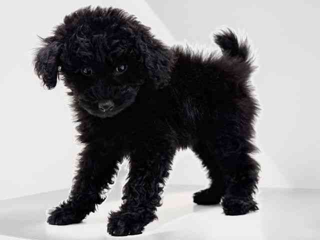 奈良県のトイプードル(トイ) (ひごペットフレンドリーイオンモール橿原ウエスト・ビレッジ店/2025年8月26日生まれ/男の子/ブラック)の子犬の3枚目の画像