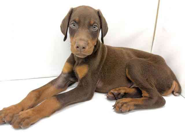 大阪府のドーベルマン (ひごペットフレンドリーイオンタウン茨木太田店/2025年8月27日生まれ/男の子/チョコレートタン)の子犬の3枚目の画像