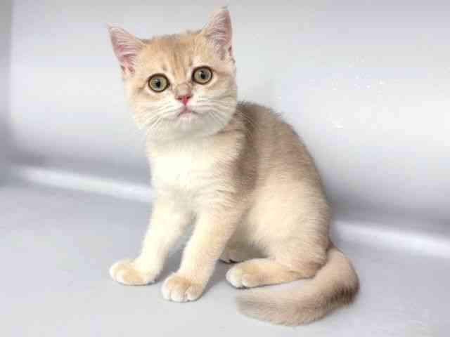 大阪府のブリティッシュショートヘアー (ひごペットフレンドリー岸和田店/2025年8月20日生まれ/女の子/ブルーゴールデンシェーテッド)の子猫の3枚目の画像