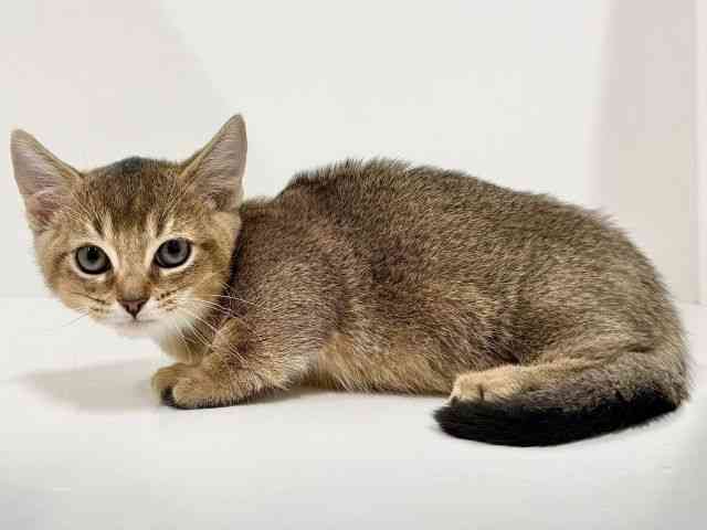 奈良県のマンチカン (ひごペットフレンドリーイオンモール橿原ウエスト・ビレッジ店/2025年8月21日生まれ/女の子/ブラウンタビー)の子猫の3枚目の画像