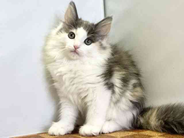 愛媛県のノルウェージャンフォレストキャット (ひごペットフレンドリーエミフルMASAKI店/2025年8月15日生まれ/女の子/ダイリュートキャリコ)の子猫の3枚目の画像