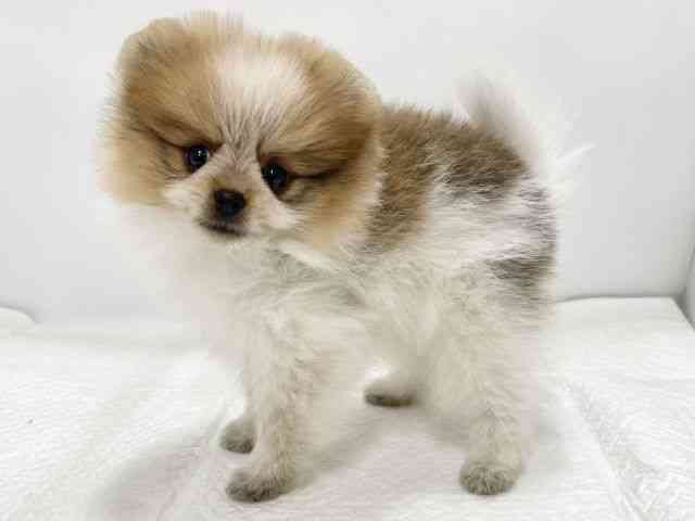 高知県のポメラニアン (ひごペットフレンドリーイオンモール高知店/2025年8月28日生まれ/男の子/オレンジホワイト)の子犬の3枚目の画像