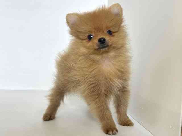 大阪府のポメラニアン (ひごペットフレンドリーアクロスプラザ住之江店/2025年8月28日生まれ/男の子/オレンジ)の子犬の3枚目の画像