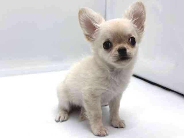 京都府のチワワ(ロング) (ひごペットフレンドリー京都店/2025年8月23日生まれ/女の子/クリーム)の子犬の3枚目の画像