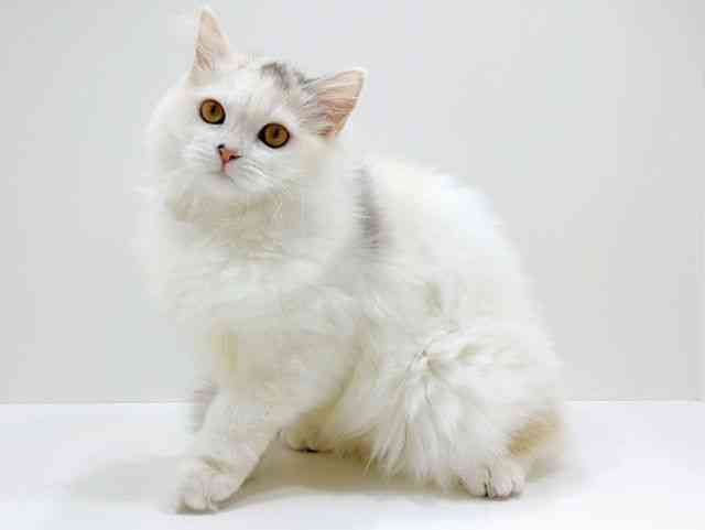 広島県のラガマフィン (ひごペットフレンドリーフジグラン神辺店/2025年8月23日生まれ/女の子/シルバーパッチドタビーホワイト)の子猫の3枚目の画像