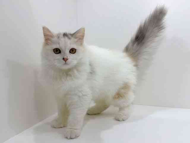 広島県のラガマフィン (ひごペットフレンドリーフジグラン神辺店/2025年8月23日生まれ/女の子/シルバーパッチドタビーホワイト)の子猫の3枚目の画像