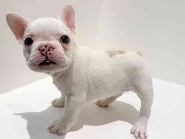 大阪府のフレンチブルドッグ (ひごペットフレンドリーイオン高槻店/2025年8月23日生まれ/女の子/クリーム)の子犬の3枚目の画像