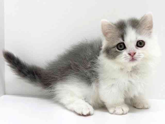 大阪府のマンチカン (ひごペットフレンドリーくずはモール店/2025年8月28日生まれ/女の子/ブルータビーホワイト)の子猫の3枚目の画像