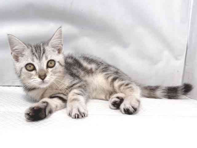 大阪府のアメリカンショートヘアー (ひごペットフレンドリー堺プラットプラット店/2025年8月23日生まれ/男の子/シルバータビー)の子猫の3枚目の画像