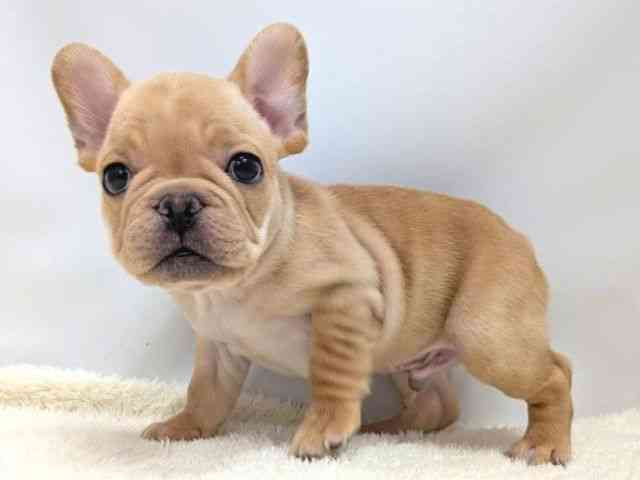 広島県のフレンチブルドッグ (ひごペットフレンドリーゆめタウン廿日市店/2025年8月26日生まれ/男の子/クリーム)の子犬の3枚目の画像