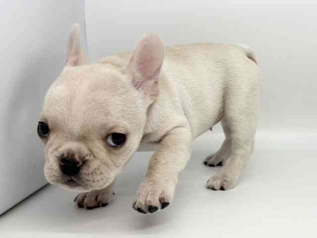 徳島県のフレンチブルドッグ (ひごペットフレンドリーゆめタウン徳島店/2025年8月23日生まれ/女の子/クリーム)の子犬の3枚目の画像