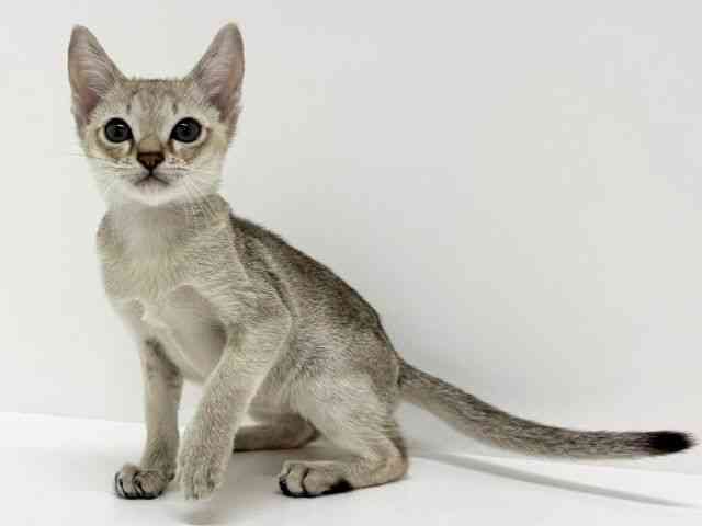 大阪府のシンガプーラ (ひごペットフレンドリーくずはモール店/2025年7月17日生まれ/男の子/セピアアグーティ)の子猫の3枚目の画像