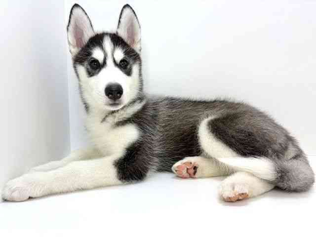 大阪府のシベリアンハスキー (ひごペットフレンドリーいこらもーる泉佐野店/2025年8月30日生まれ/男の子/ブラックホワイト)の子犬の3枚目の画像