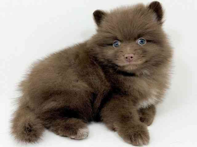 京都府のポメラニアン (ひごペットフレンドリーイズミヤショッピングセンター八幡店/2025年8月30日生まれ/男の子/チョコレートホワイト)の子犬の3枚目の画像