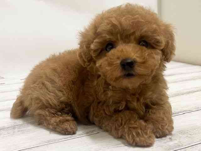 和歌山県のトイプードル(トイ) (ひごペットフレンドリーパームシティ和歌山店/2025年8月30日生まれ/女の子/レッド)の子犬の3枚目の画像