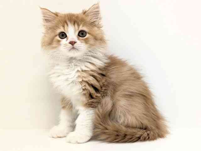 福岡県のラガマフィン (ひごペットフレンドリーリバーウォーク北九州店/2025年8月28日生まれ/男の子/レッドタビーホワイト)の子猫の3枚目の画像