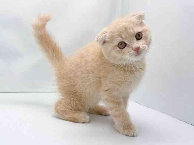 京都府のスコティッシュフォールド (ひごペットフレンドリー洛北阪急スクエア店/2025年8月29日生まれ/男の子/クリームタビー)の子猫の3枚目の画像
