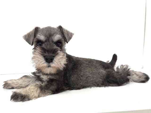 大阪府のミニチュアシュナウザー (ひごペットフレンドリーベルファⅡ都島店/2025年8月27日生まれ/女の子/ソルトペッパー)の子犬の3枚目の画像