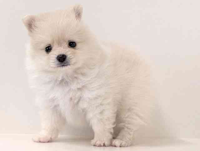 福岡県のポメラニアン (ひごペットフレンドリーリバーウォーク北九州店/2025年8月30日生まれ/男の子/クリーム)の子犬の3枚目の画像