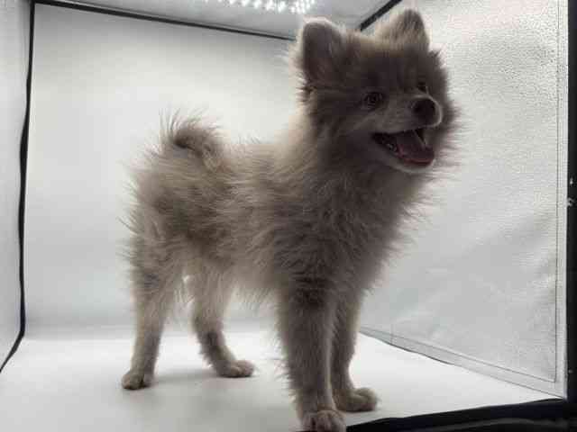 愛知県のポメラニアン (ひごペットフレンドリープライムツリー赤池店/2025年8月30日生まれ/男の子/チョコレートマール)の子犬の3枚目の画像