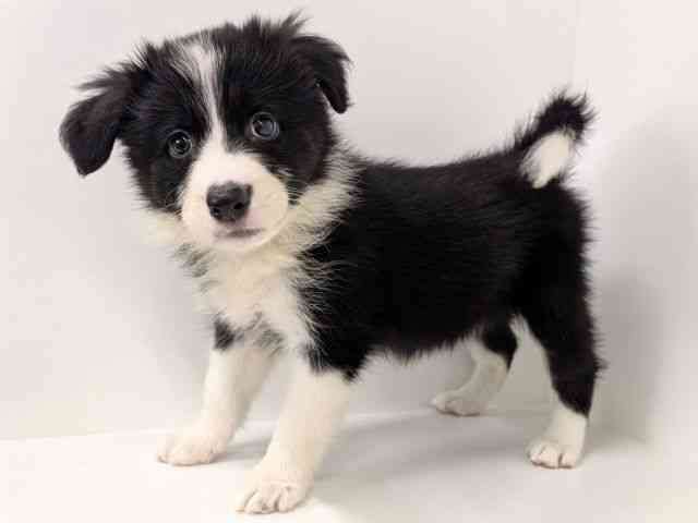 福岡県のボーダーコリー (ひごペットフレンドリーリバーウォーク北九州店/2025年8月28日生まれ/女の子/ブラックホワイト)の子犬の3枚目の画像