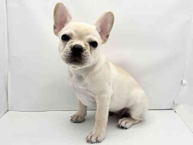兵庫県のフレンチブルドッグ (ひごペットフレンドリークラウンパーク伊丹店/2025年8月30日生まれ/女の子/クリーム)の子犬の3枚目の画像