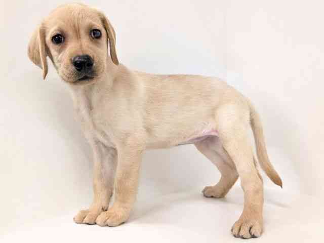 福岡県のラブラドールレトリーバー (ひごペットフレンドリーリバーウォーク北九州店/2025年8月30日生まれ/女の子/イエロー)の子犬の3枚目の画像