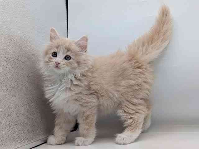 香川県のサイベリアン (ひごペットフレンドリーゆめタウン高松店/2025年8月31日生まれ/男の子/クリームタビーホワイト)の子猫の3枚目の画像