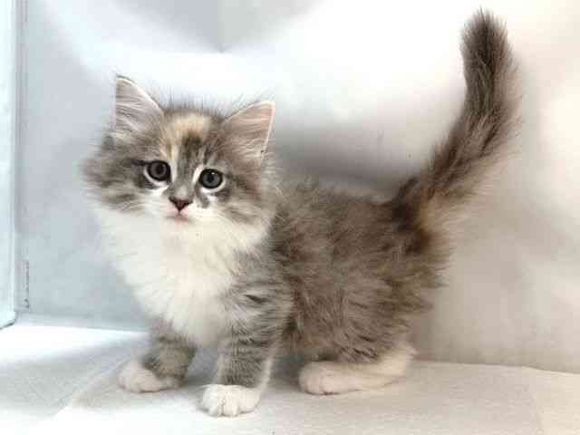 大阪府のサイベリアン (ひごペットフレンドリー堺プラットプラット店/2025年8月31日生まれ/女の子/ブルーパッチドタビーホワイト)の子猫の3枚目の画像