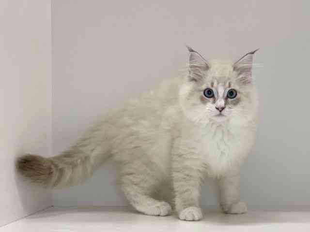 兵庫県のネヴァマスカレード (ひごペットフレンドリーイトーヨーカドー明石店/2025年8月31日生まれ/女の子/ブルーリンクスポイント)の子猫の3枚目の画像