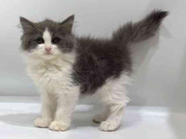 愛知県のサイベリアン (ひごペットフレンドリーヴィアモール アピタ江南西店/2025年8月30日生まれ/男の子/ブルーホワイト)の子猫の3枚目の画像