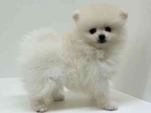 兵庫県のポメラニアン (ひごペットフレンドリーブルメールHAT神戸店/2025年8月29日生まれ/男の子/クリーム)の子犬の3枚目の画像