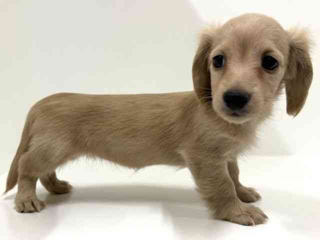 奈良県のミニチュアダックスフンド(ロング) (ひごペットフレンドリーイオンモール橿原ウエスト・ビレッジ店/2025年8月30日生まれ/女の子/イエロー)の子犬の3枚目の画像