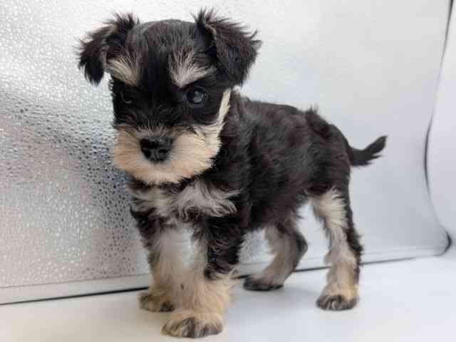 香川県のミニチュアシュナウザー (ひごペットフレンドリーゆめタウン高松店/2025年8月31日生まれ/女の子/ブラックシルバー)の子犬の3枚目の画像