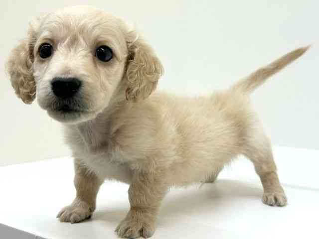 兵庫県のミニチュアダックスフンド(ロング) (ひごペットフレンドリーブルメールHAT神戸店/2025年8月26日生まれ/男の子/イエロー)の子犬の3枚目の画像