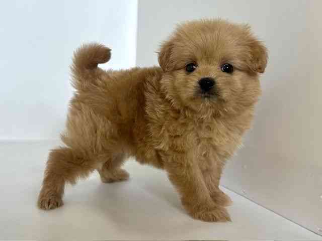 大阪府のポメプー(ポメラニアン×プードル) (ひごペットフレンドリーアクロスプラザ住之江店/2025年8月30日生まれ/女の子/アプリコット)の子犬の3枚目の画像