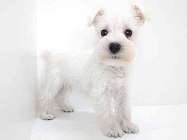 大阪府のミニチュアシュナウザー (ひごペットフレンドリーいこらもーる泉佐野店/2025年8月29日生まれ/男の子/ホワイト)の子犬の3枚目の画像