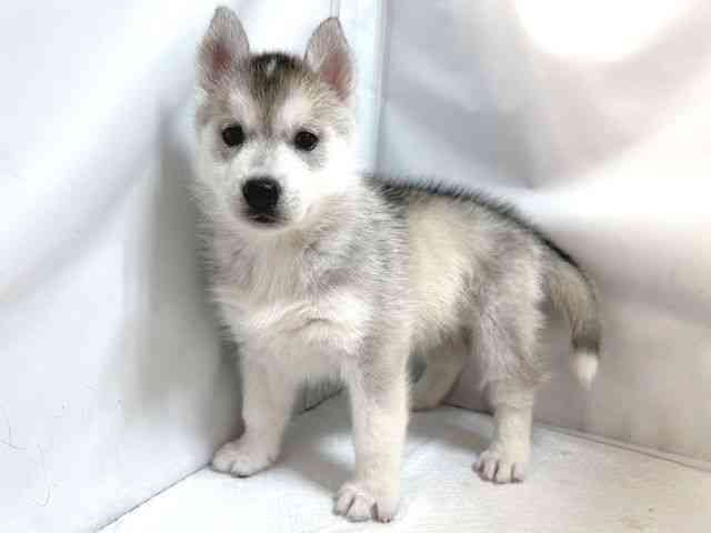 大阪府のシベリアンハスキー (ひごペットフレンドリー堺プラットプラット店/2025年8月31日生まれ/女の子/シルバーホワイト)の子犬の3枚目の画像