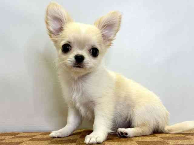 愛媛県のチワワ(ロング) (ひごペットフレンドリーエミフルMASAKI店/2025年8月28日生まれ/男の子/クリームホワイト)の子犬の3枚目の画像